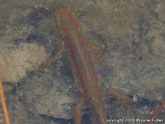 Broken-striped Newt (Notophthalmus viridescens dorsalis)