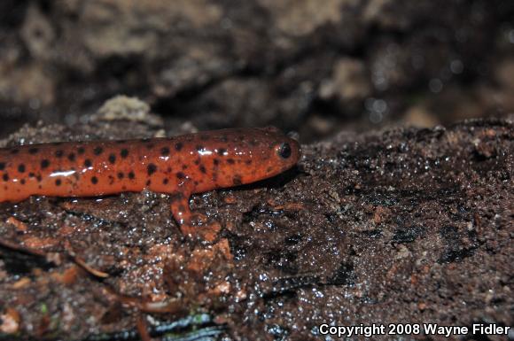 Eastern Mud Salamander (Pseudotriton montanus montanus)