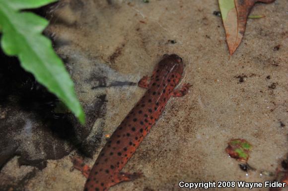 Eastern Mud Salamander (Pseudotriton montanus montanus)