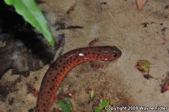 Eastern Mud Salamander (Pseudotriton montanus montanus)