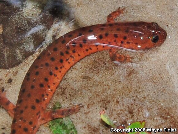 Eastern Mud Salamander (Pseudotriton montanus montanus)