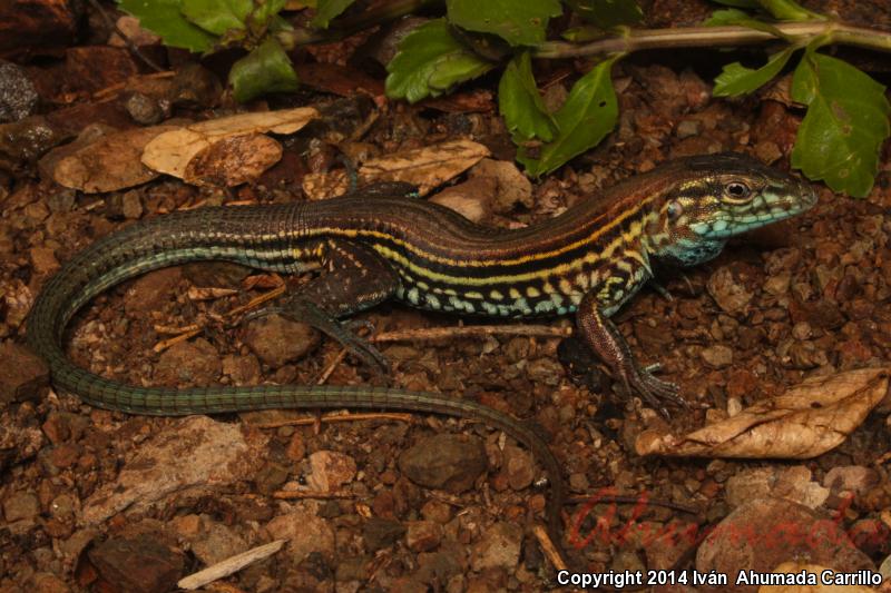 Twelve-lined Whiptail (Aspidoscelis lineatissima duodecemlineata)