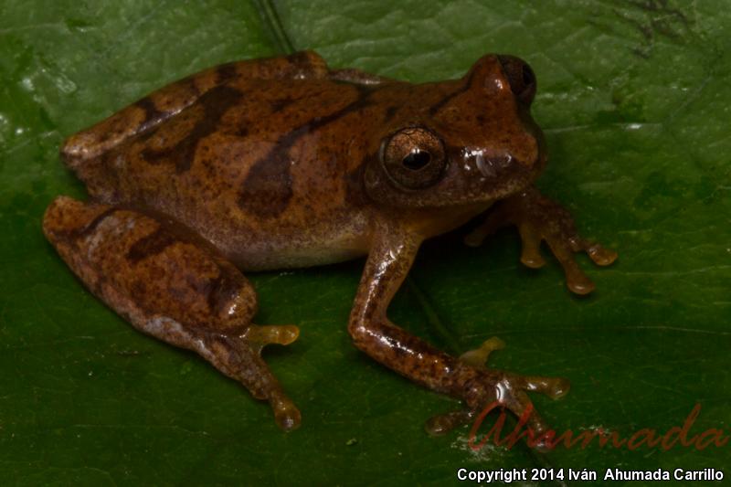 Taylor's Yellow Treefrog (Dendropsophus sartorii)