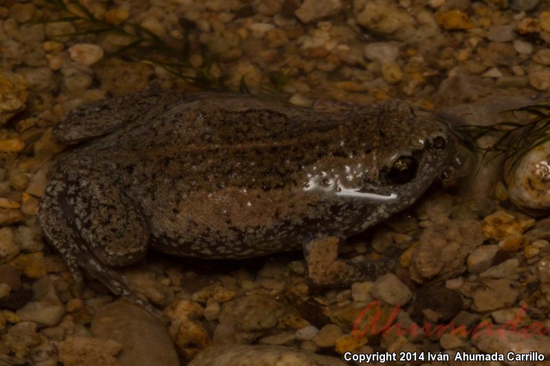 Two-spaded Narrow-mouthed Toad (Gastrophryne usta)