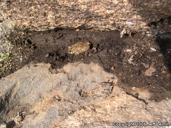 Southern California Toad (Anaxyrus boreas halophilus)