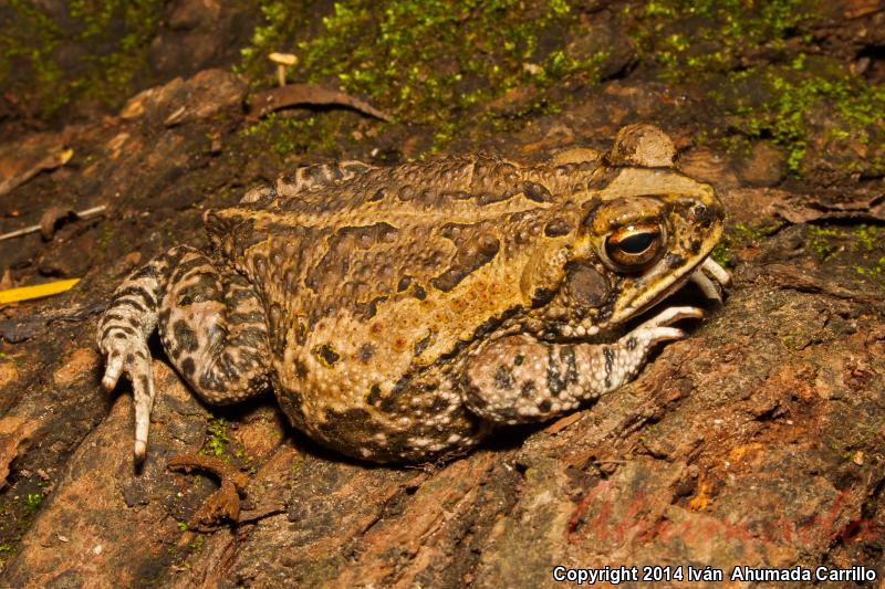 Marbled Toad (Ollotis marmorea)