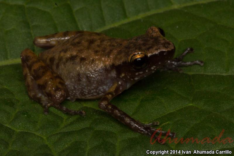 Pale Chirping Frog (Eleutherodactylus pallidus)