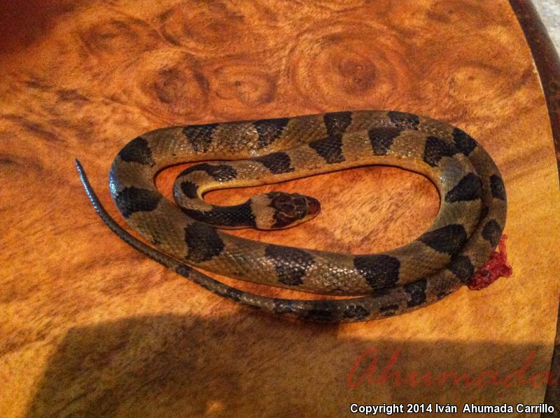 Southwestern Cat-eyed Snake (Leptodeira maculata)