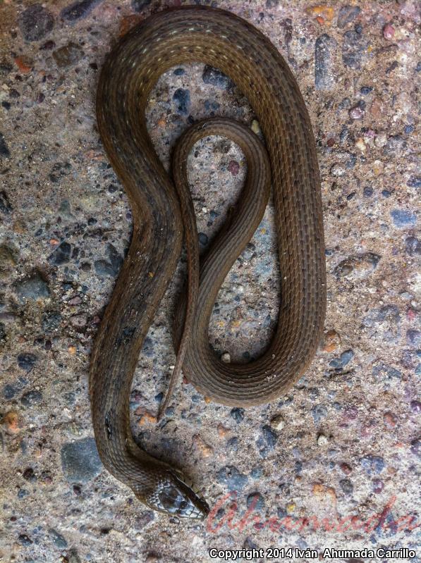 Colima Gartersnake (Thamnophis validus isabelleae)