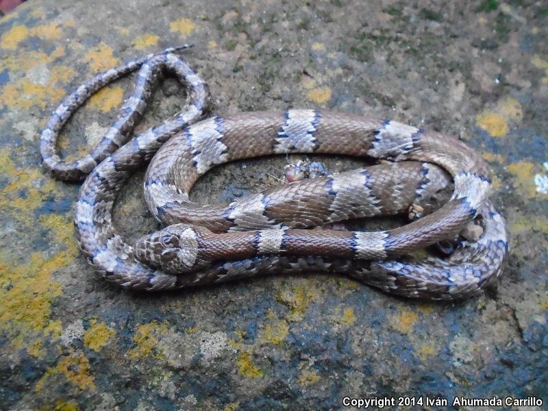 Mexican Lyresnake (Trimorphodon tau)