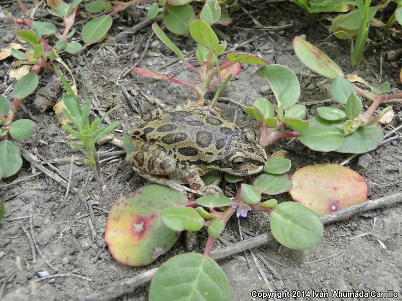 Lowland Burrowing Treefrog (Smilisca fodiens)