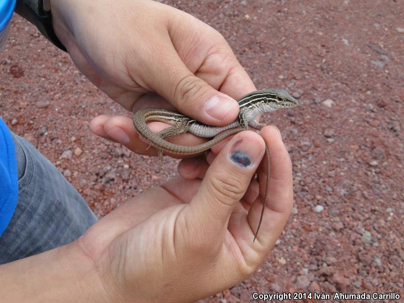 Western Mexico Whiptail (Aspidoscelis costata occidentalis)