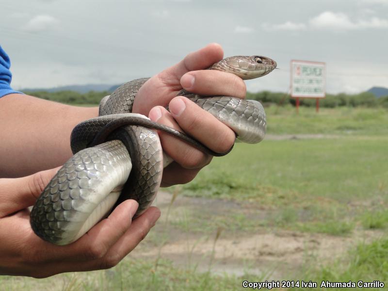 Mexican Whipsnake (Coluber mentovarius striolatus)