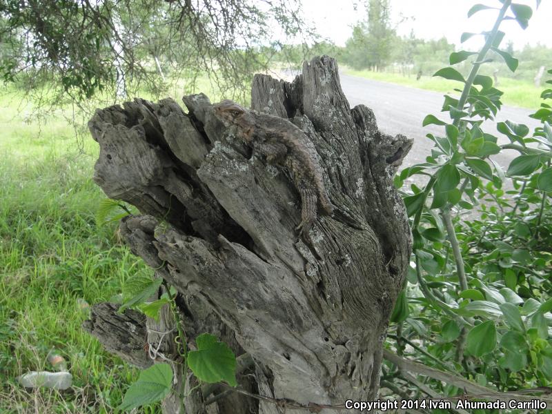 Rough Lizard (Sceloporus horridus)