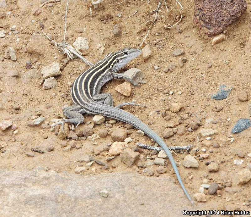 Plateau Striped Whiptail (Aspidoscelis velox)