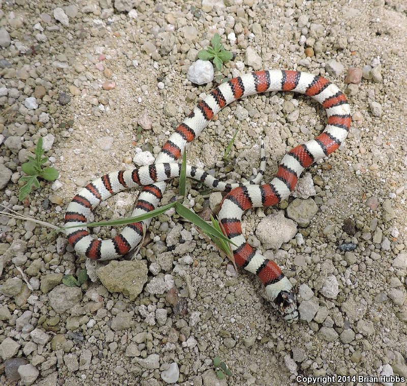 Pale Milksnake (Lampropeltis triangulum multistriata)