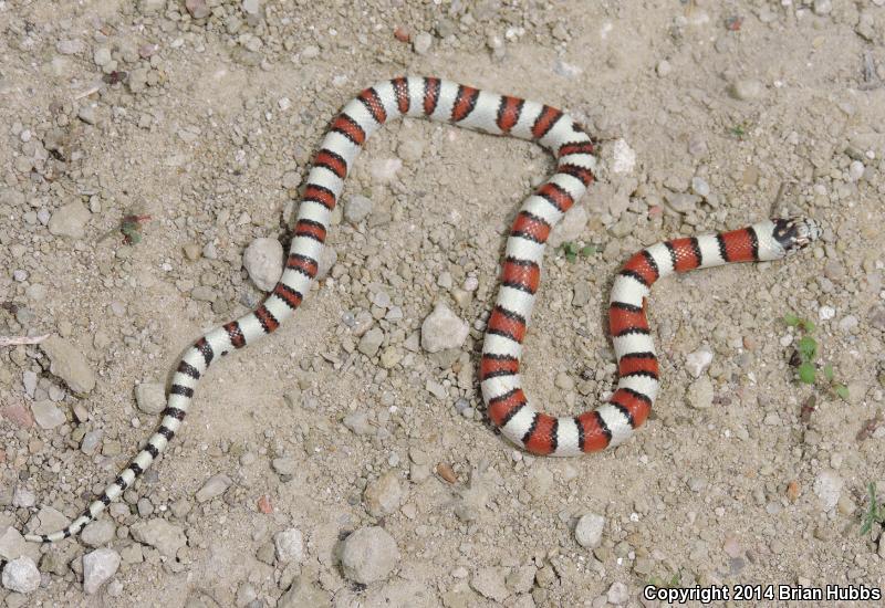 Pale Milksnake (Lampropeltis triangulum multistriata)