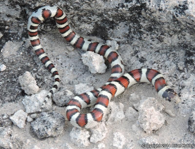 Pale Milksnake (Lampropeltis triangulum multistriata)