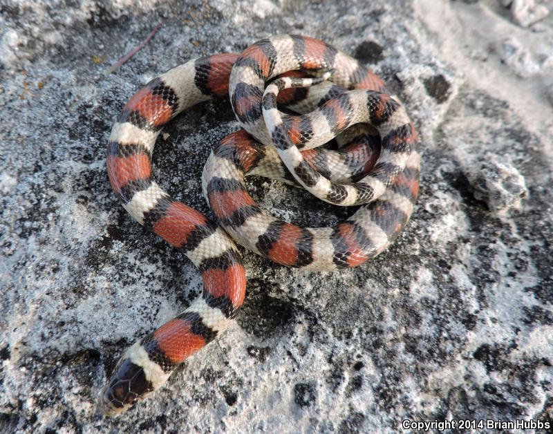 Pale Milksnake (Lampropeltis triangulum multistriata)