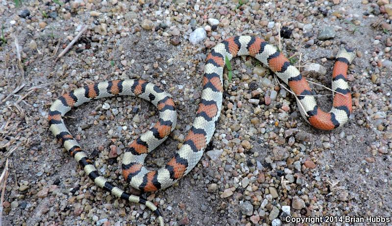 Pale Milksnake (Lampropeltis triangulum multistriata)