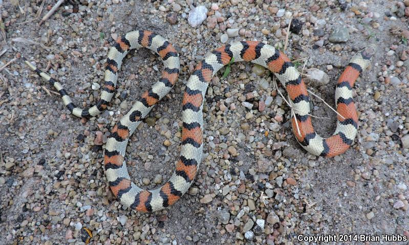 Pale Milksnake (Lampropeltis triangulum multistriata)