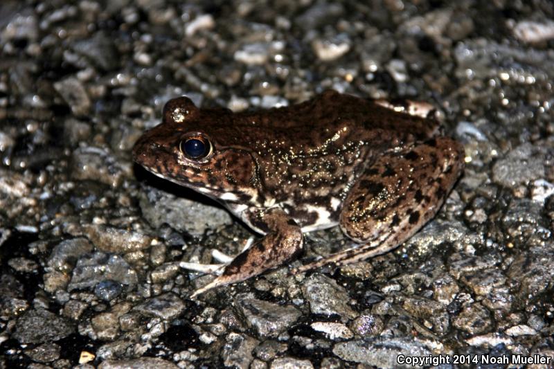 River Frog (Lithobates heckscheri)