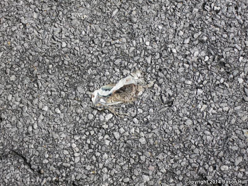 Northern Zebra-tailed Lizard (Callisaurus draconoides myurus)