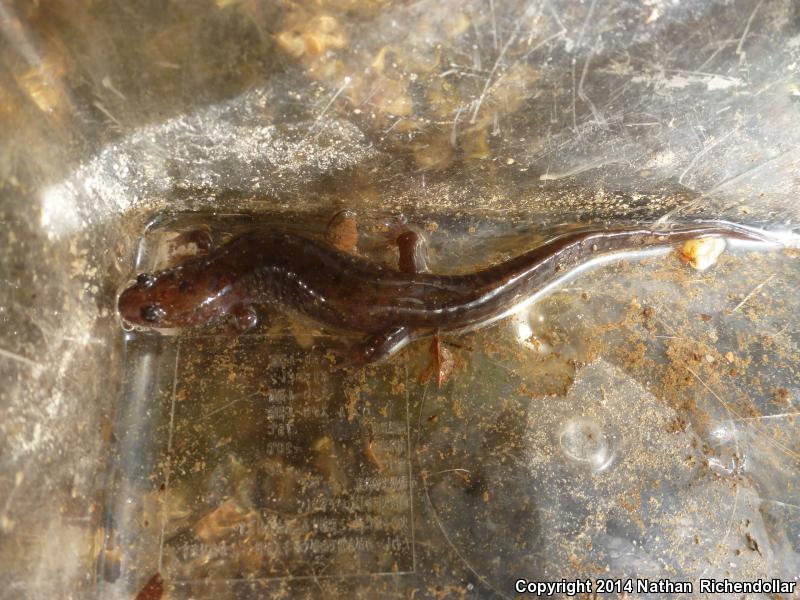 Black Mountain Salamander (Desmognathus welteri)