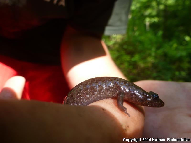 Black Mountain Salamander (Desmognathus welteri)