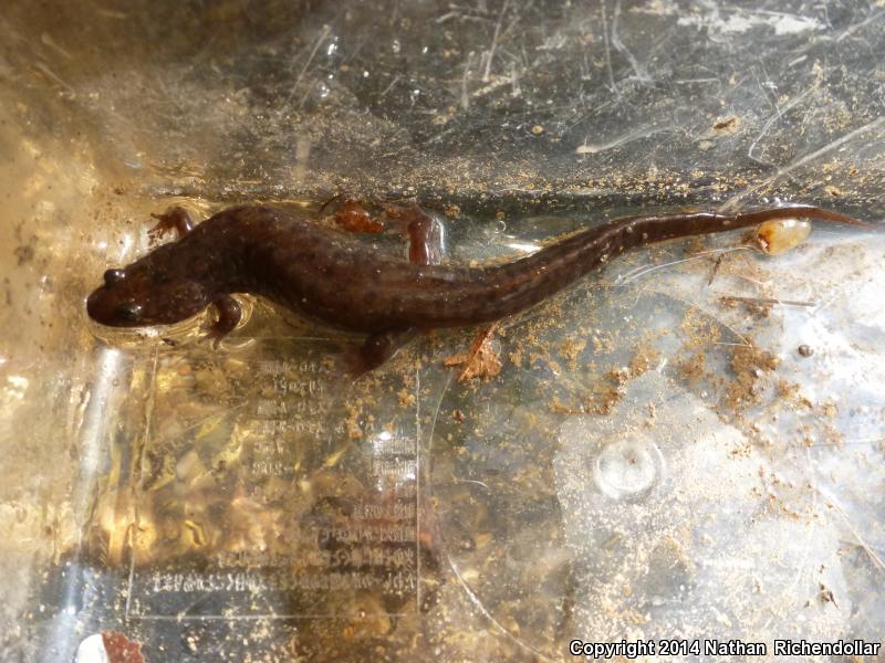 Black Mountain Salamander (Desmognathus welteri)