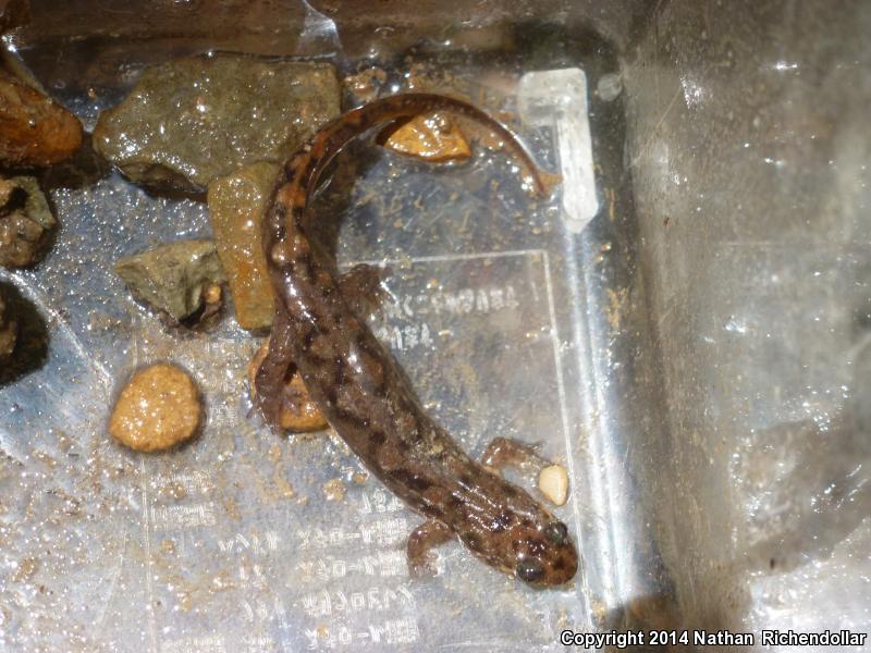 Black Mountain Salamander (Desmognathus welteri)