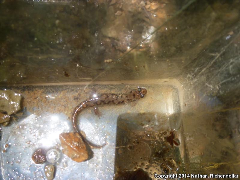 Black Mountain Salamander (Desmognathus welteri)