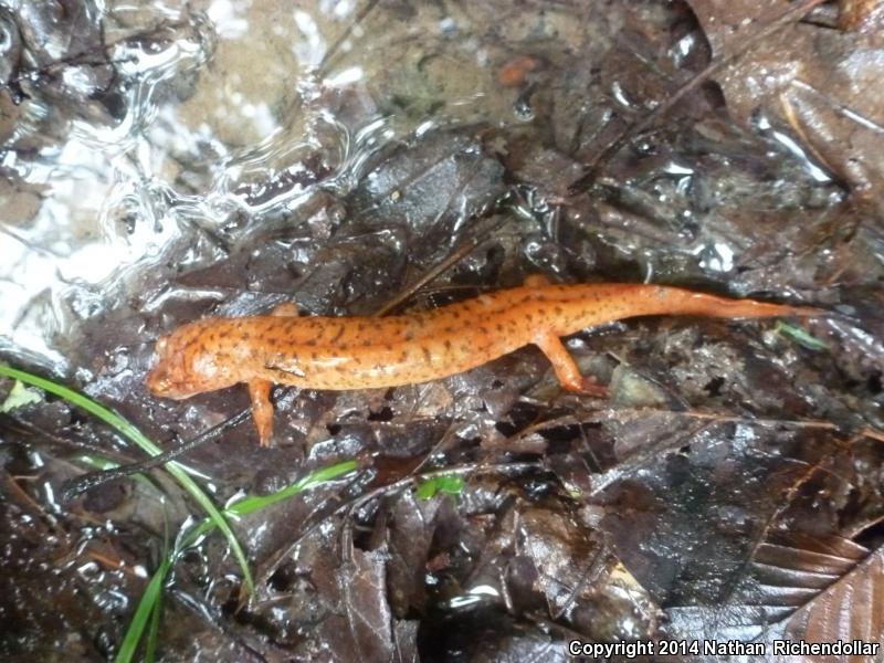 Blue Ridge Red Salamander (Pseudotriton ruber nitidus)