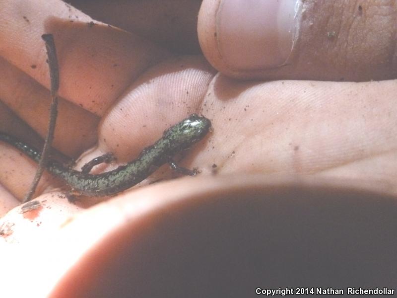 Peaks Of Otter Salamander (Plethodon hubrichti)