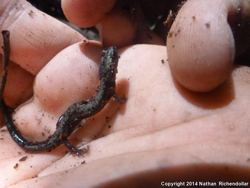 Peaks Of Otter Salamander (Plethodon hubrichti)