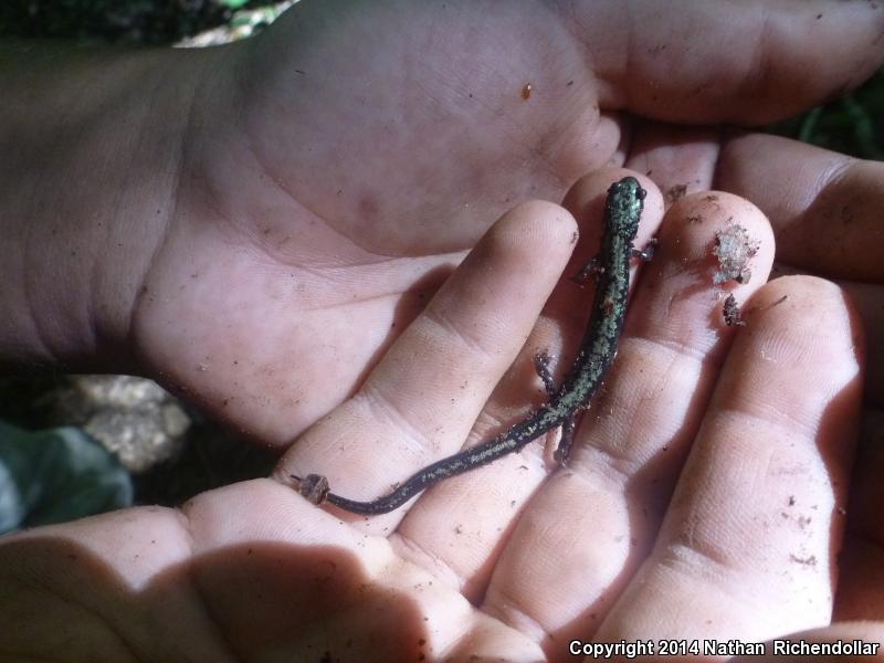 Peaks Of Otter Salamander (Plethodon hubrichti)