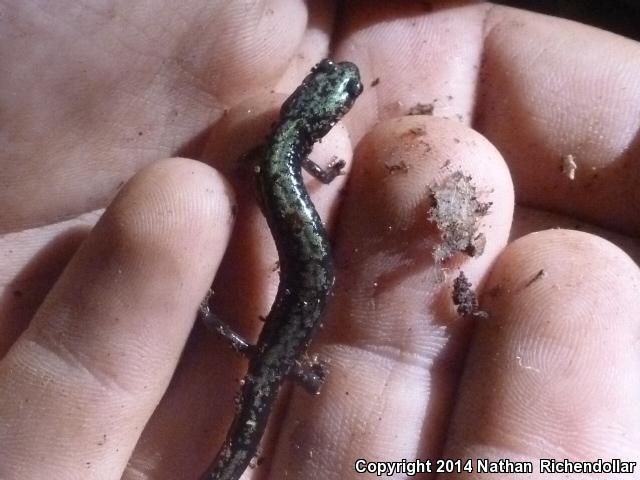 Peaks Of Otter Salamander (Plethodon hubrichti)