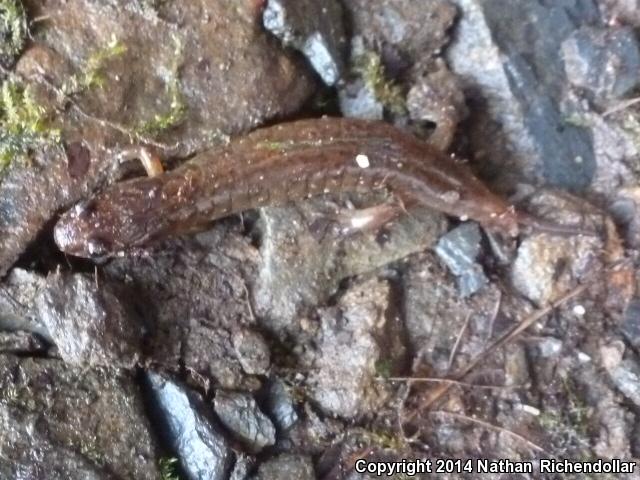 Santeetlah Dusky Salamander (Desmognathus santeetlah)