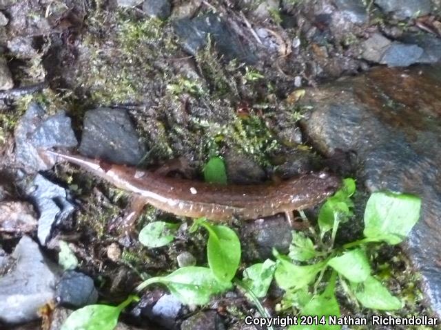 Santeetlah Dusky Salamander (Desmognathus santeetlah)