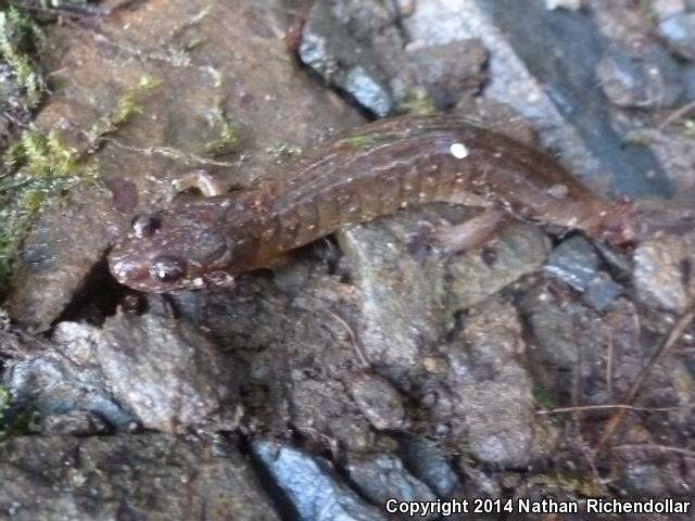 Santeetlah Dusky Salamander (Desmognathus santeetlah)