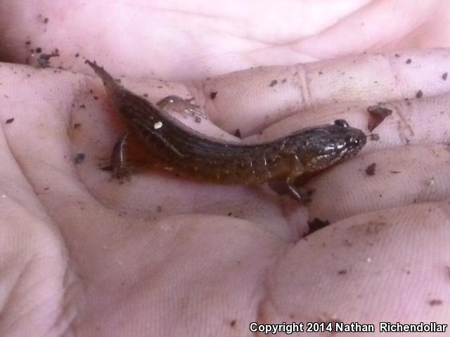 Santeetlah Dusky Salamander (Desmognathus santeetlah)