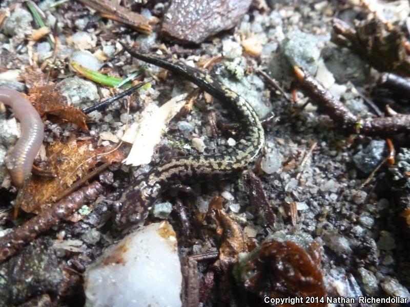 Weller's Salamander (Plethodon welleri)