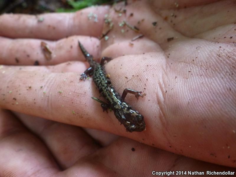 Weller's Salamander (Plethodon welleri)