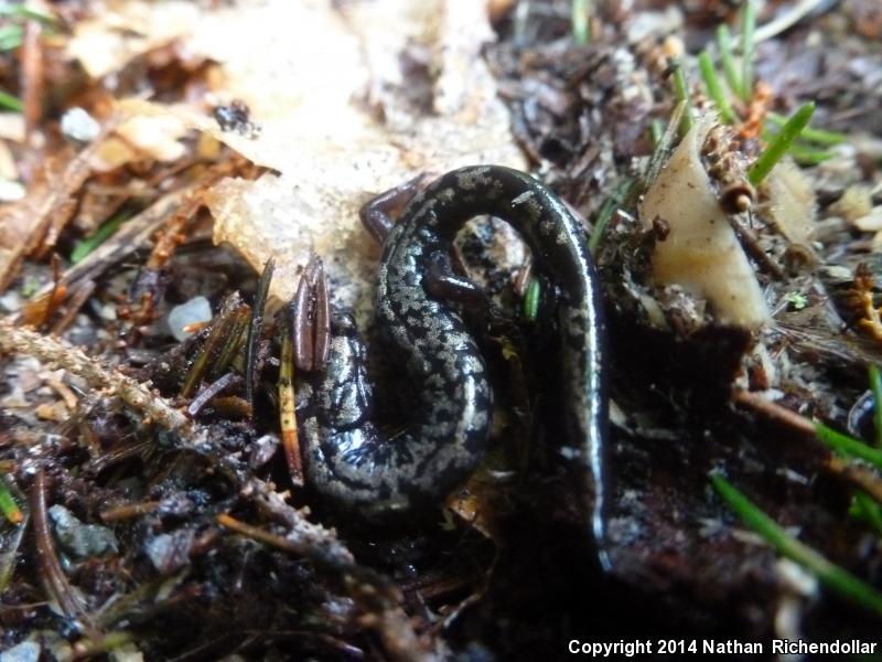 Weller's Salamander (Plethodon welleri)