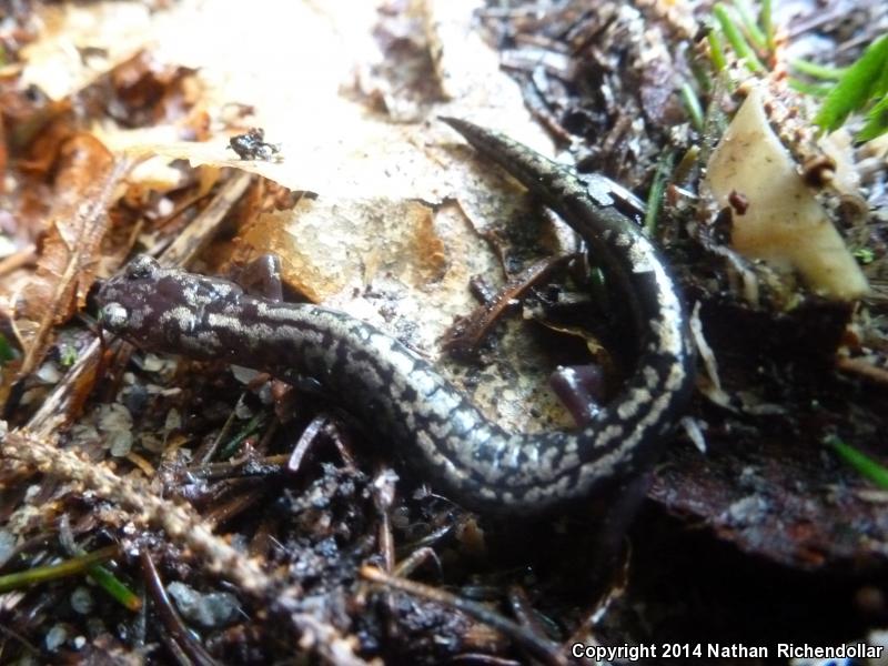 Weller's Salamander (Plethodon welleri)