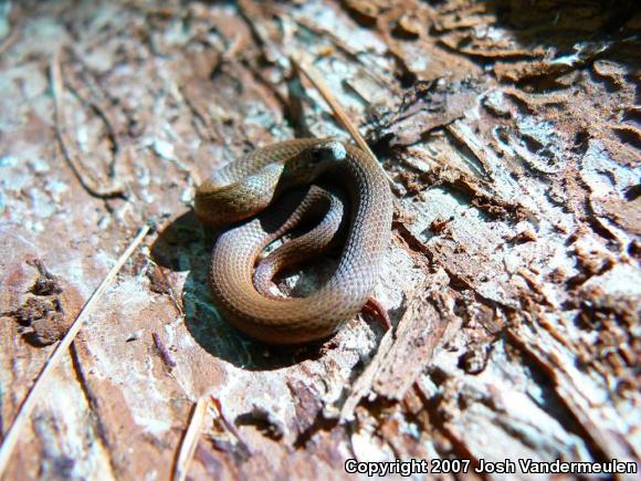 Northern Red-bellied Snake (Storeria occipitomaculata occipitomaculata)