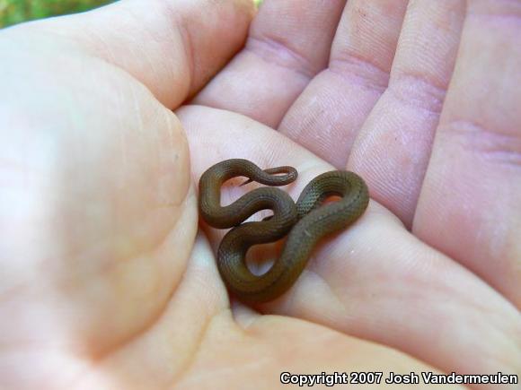 Northern Red-bellied Snake (Storeria occipitomaculata occipitomaculata)