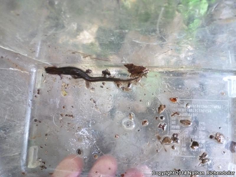 Imitator Salamander (Desmognathus imitator)