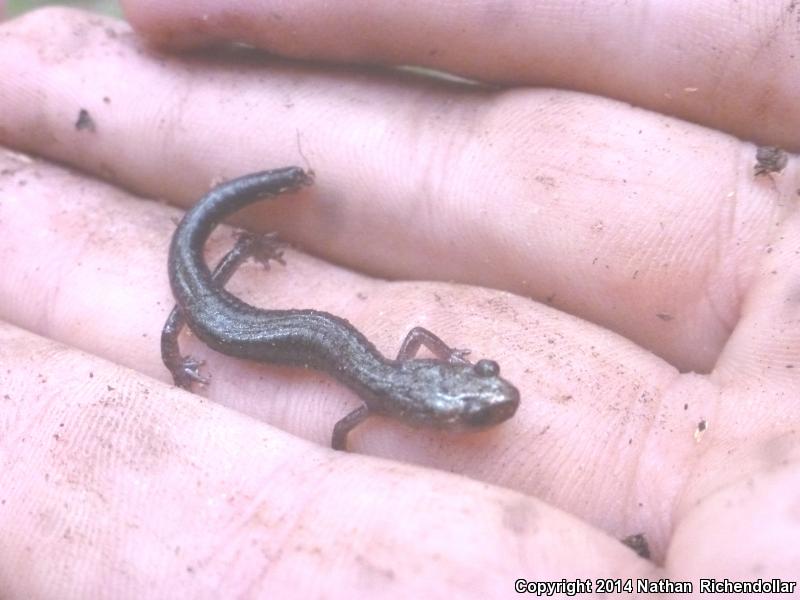 Cheat Mountain Salamander (Plethodon nettingi)