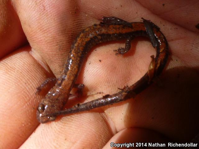 Shenandoah Salamander (Plethodon shenandoah)